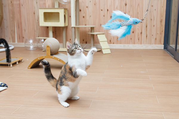 子犬・子猫の販売