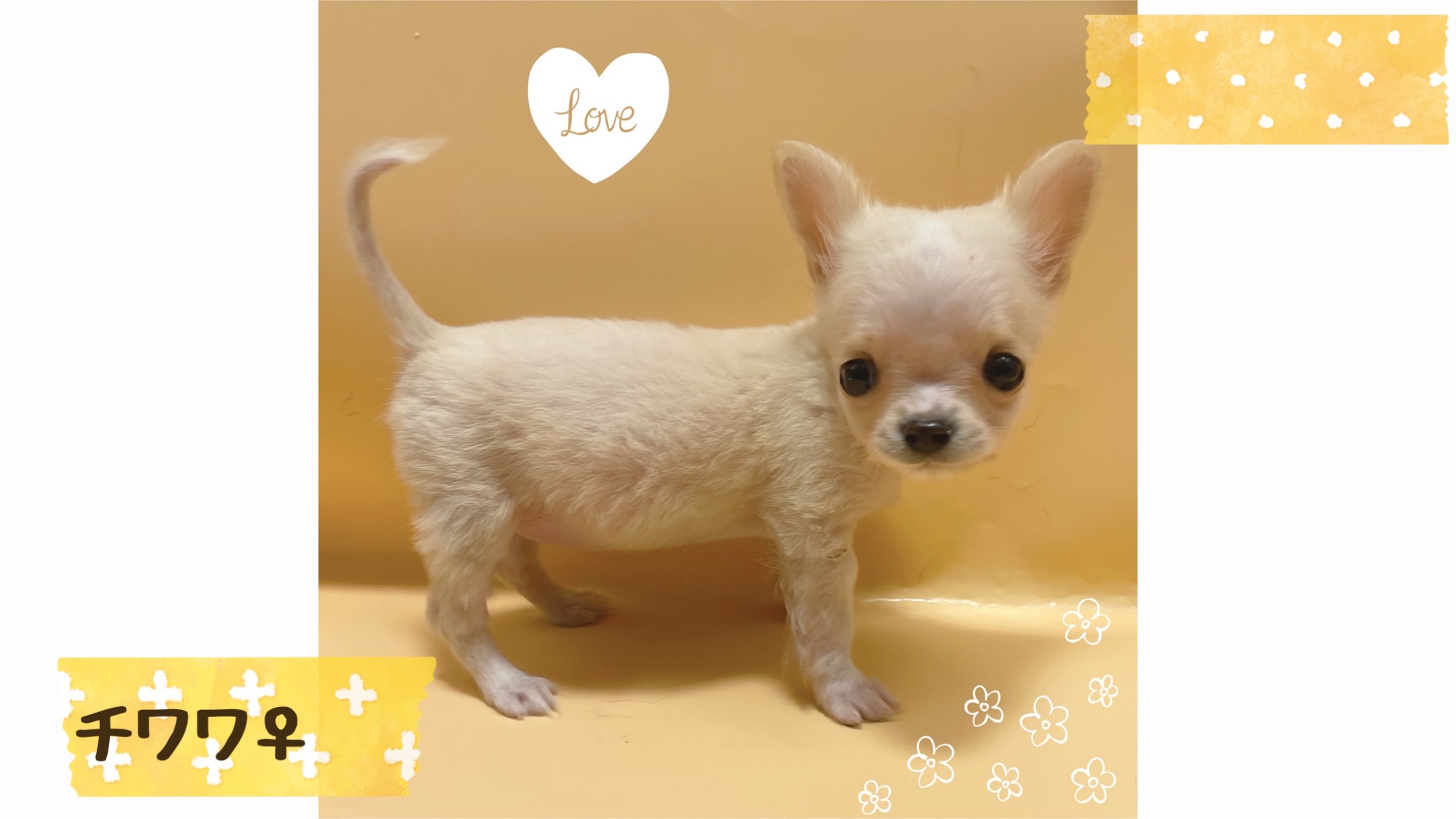 チワワ•*¨*•.¸♬︎ 742273 チワワ（ロングコート） - YouTube