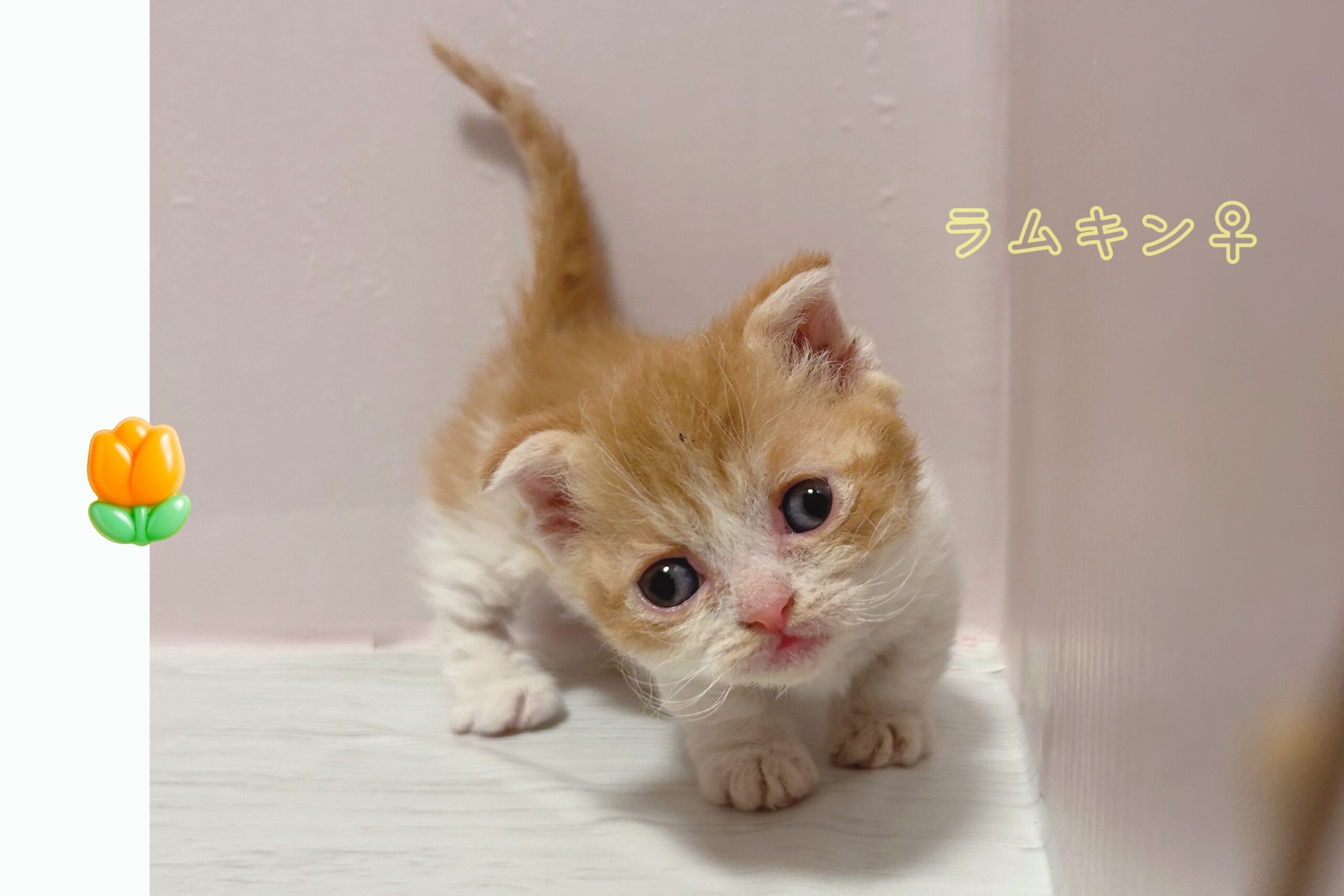 わんにゃん里親相談所｜ペットの販売・繁殖引退猫・犬の里親募集：東京