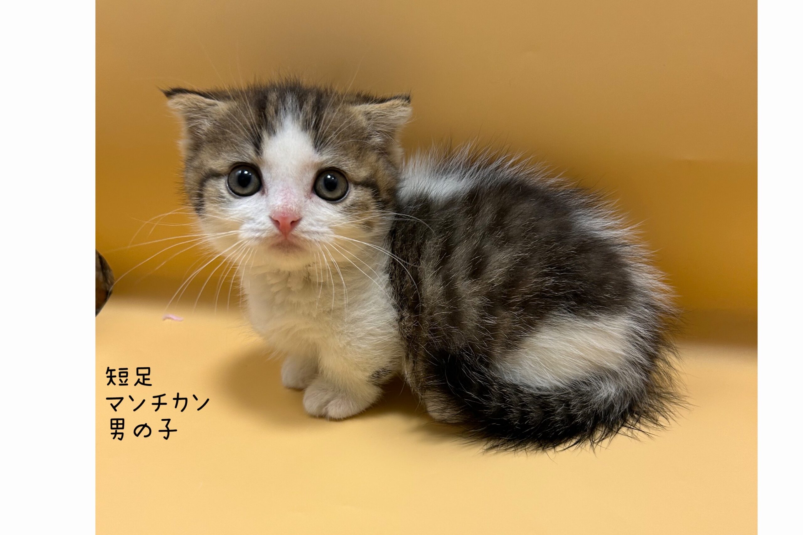 わんにゃん里親相談所｜ペットの販売・繁殖引退猫・犬の里親募集：東京